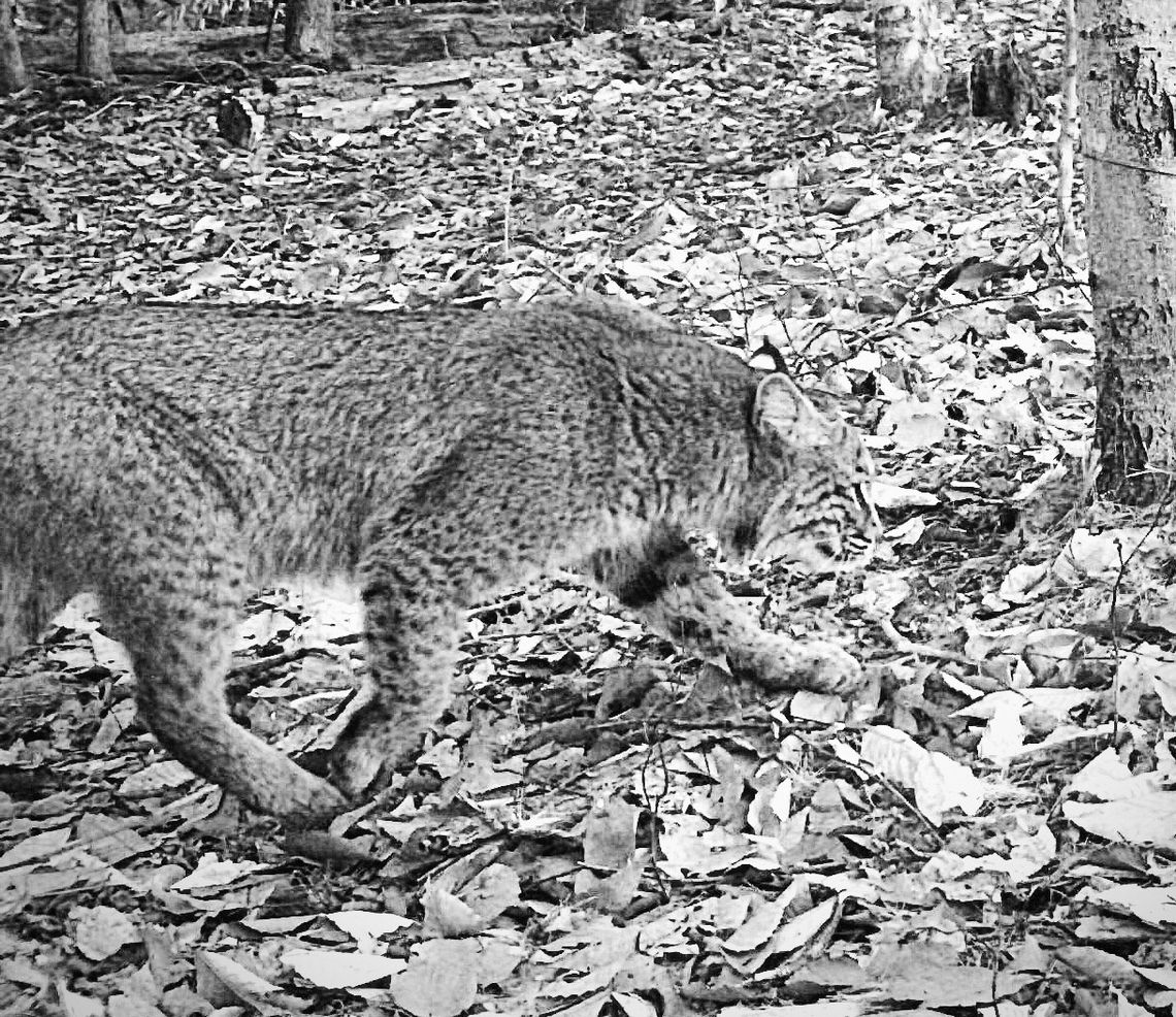 Whether a mama or a papa, it certainly was a mature bobcat that last week made its way past a trail camera in Cleveland Township toward a roadkill deer. Outdoorsman Chuck Bond set up the shot, placing a camera near the deer. He was rewarded with photos of a female cat with two juvenile off...
