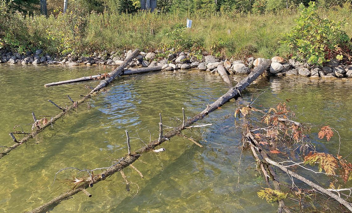 Adding woody debris to your shoreline such as these cedars placed in South Lake Leelanau will improve the lake’s fishery while serving to protect the shoreline from erosion. Photo courtesy of the Lake Leelanau Lake Association