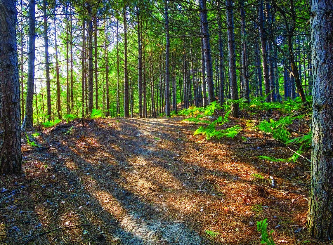 Work concluded at Palmer Woods Work concluded at Palmer Woods