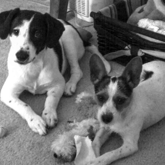 Rusty (AKA Rusty-Nutz, AKA The Nutz) and Stitch